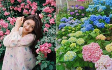 Trồng hoa trên sân thượng để thỏa mãn đam mê, bà mẹ trẻ nhận được lời hỏi mua nhiều đến bất ngờ!