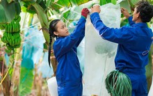 HAGL Agrico tiếp tục 'chỉ còn xương' như lời bầu Đức: 4 năm liền lỗ khủng nâng lỗ lũy kế gần 10.000 tỷ đồng, vay hơn 9.000 tỷ từ công ty của tỷ phú Trần Bá Dương