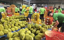 Lời giải cho xuất khẩu sầu riêng