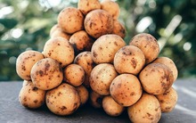 Loại quả "nhỏ mà có võ" nhưng là "khắc tinh" của sỏi thận, bổ ngang nhân sâm