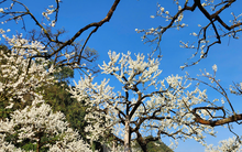 Những điểm du xuân đẹp nhất Tây Bắc ngay lúc này