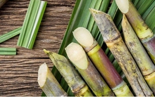 Loại cây làm đẹp da, giải độc, mùa nào cũng có, một cây cả nhà ăn