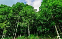 Nắm 1/3 kim ngạch toàn cầu loại gia vị lâu đời nhất thế giới, Việt Nam đã nhập khẩu bao nhiêu để trợ lực cho xuất khẩu trong năm ngoái?