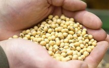 Giá đậu tương ở mức cao nhất kể từ đầu tháng 10/2024