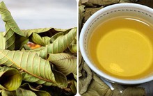 Uống nước lá ổi mỗi ngày có tốt cho sức khoẻ?