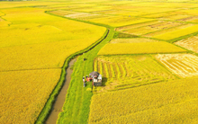 Đề xuất ưu đãi thuế cho dự án nông nghiệp