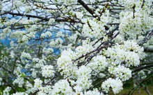 Mê mẩn với hoa mận trắng muốt trên cao nguyên Bắc Hà