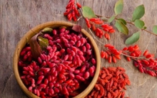 Việt Nam có vị thuốc quý ví như "kim cương đỏ", vừa bổ gan vừa tốt cho tim mạch