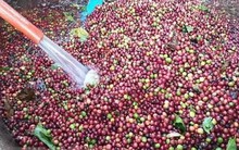 Giá cà phê lập đỉnh mới