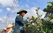 Bán đặc sản Tết miền Nam, người dân một thị xã thu hơn 155 tỷ đồng