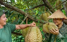 Vì sao giá sầu riêng sau Tết rẻ giật mình?