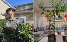 Nam bác sĩ trồng ớt như cây cảnh trong phòng khách khiến cư dân mạng phải thốt lên: Đẹp và sang trọng quá