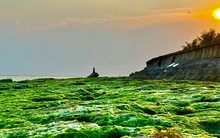 Đẹp mê hồn bức tranh rêu xanh huyền ảo ở núi lửa Lý Sơn