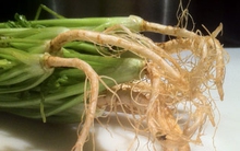 Rễ của 5 loại rau này ai cũng cho là thứ bỏ đi nhưng hóa ra là “báu vật” sức khỏe