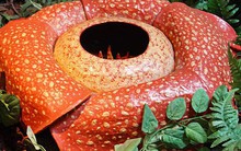 Loài hoa nhìn thì đẹp nhưng ẩn chứa sự thật hãi hùng