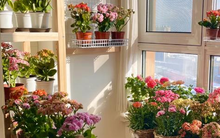 Chồng tôi trồng hoa trên tường ban công để không chiếm mất chỗ phơi quần áo, bạn bè tôi đều khen: Đẹp quá!