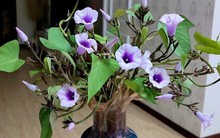 Bức ảnh chụp ở phòng khách lúc 12 giờ đêm khiến 1 cô gái bình thường bỗng nổi tiếng