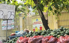 Cam sành được "giải cứu" tại TP HCM