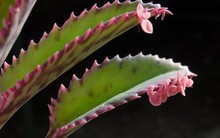 Loài cây quái dị bậc nhất thế giới: Có thể "sinh con" như động vật, tại Việt Nam cũng xuất hiện