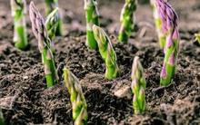 Loại rau "hoàng đế" bổ dưỡng bậc nhất nhưng mọc lên chẳng khác gì cỏ dại