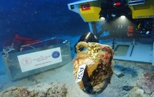 Phát hiện "tàu ma" 1.100 tuổi đến từ Dải Gaza