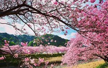 Những thiên đường hoa anh đào từ Việt Nam ra thế giới