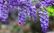 Cổ phiếu Novaland bất ngờ “cháy hàng”, khớp lệnh đột biến sau thông tin thắng kiện tại dự án chục nghìn tỷ đồng