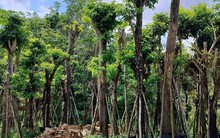 Loại cây phòng hộ rừng của Việt Nam "hội tụ linh khí", được ví như kim cương, người Trung Quốc "săn lùng"