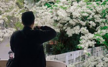 Travel blogger tiết lộ 5 nơi chụp ảnh hoa sưa đẹp nhất Hà Nội: Nếu Phê La quá đông thì vẫn còn những nơi này!