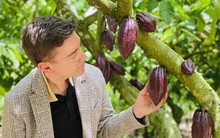 Đại sứ EU mục sở thị nơi trồng cacao ngon nhất thế giới tại Việt Nam