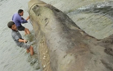 Người đàn ông đào trúng cây gỗ dài 13,8m, nặng 23,8 tấn: Cảnh sát lập tức phong tỏa hiện trường, chuyên gia khẳng định đó là “kho báu” hơn 3,5 tỷ đồng