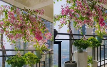 Chồng tôi đã dành 9 năm để trồng một cây hoa giấy, cư dân mạng khi nhìn thấy đã phải thốt lên: Cây đẹp như "thần tiên tỷ tỷ"