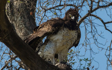 Loài chim quý hiếm bậc nhất thế giới, chuyên ăn thịt sư tử con