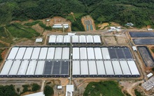 Trại heo hàng chục ngàn con từng gây mùi hôi thối được nuôi heo trở lại