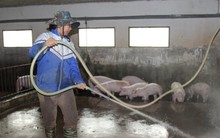 Giá heo hơi cao ngất, vì sao người chăn nuôi vẫn ngại tái đàn?