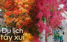 Nhiều người đi du lịch Trung Quốc thường check-in ở những nơi có hoa giấy: Thì ra là có lý do cả