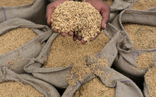 Gạo Việt bất ngờ lên cơn sốt tại một quốc gia châu Á: Được ưa chuộng hơn hàng nội địa, người bán giới hạn mỗi người chỉ được mua 1 bao