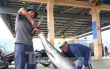 Ngư dân đánh bắt được cá 'khủng' phải vài người khiêng lên bờ