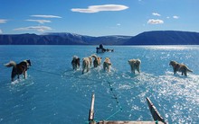 Bức ảnh chó husky đi trên băng đẹp đến kinh ngạc, nhưng đằng sau là một sự thật không ai muốn đối mặt!