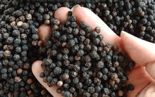 Giá tiêu lập kỷ lục 8 năm