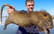 Loài chuột khổng lồ này đang đe dọa nước Mỹ, đến nỗi chính phủ phải "truy nã", thưởng tiền và khuyến khích người dân ăn thịt chúng