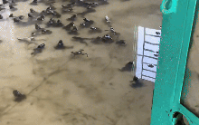 Thuê nhà nhưng không phải để cho người ở, thanh niên khiến gia chủ sốc nặng khi mở cửa phòng kiểm tra