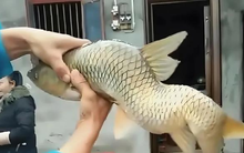 Cần thủ câu được cá khủng nặng 50kg nhưng mình uốn chữ S bất thường, lão nông đi qua lập tức bảo: "Hãy thả đi ngay"