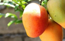 “Siêu trái cây” cực nhiều ở chợ Việt, ăn vào bổ đủ đường không phải ai cũng biết