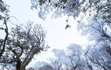 Băng giá xuất hiện ở Tà Xùa giữa tháng 3