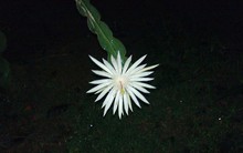 Loài hoa đắt nhất hành tinh: Đắt đến mức vô giá, nhưng không phải chỉ vì vẻ đẹp bên ngoài