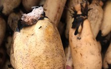 7 loại rau củ gần như không có thuốc trừ sâu: Chợ Việt bán nhiều vô kể, bạn cứ mạnh dạn mua