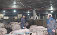 Vì sao giá heo hơi tiếp tục tăng cao?