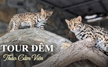 Thảo Cầm Viên chính thức tung tour đêm, 1 trải nghiệm "độc nhất vô nhị" chưa từng có nhưng giá vé thế nào?