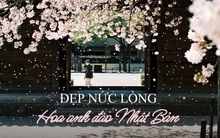 20 bức ảnh hoa anh đào tuyệt đẹp từ nhiếp ảnh gia Việt, một khi đã xem là “luỵ” không thoát ra được